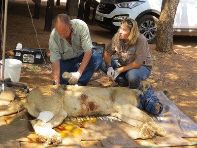 Scheitza-Suedafrika-1